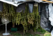 Agentes descubren plantación de marihuana en Turín: arrestan a cinco personas