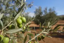 El CSIC revoluciona la agricultura con tecnología de precisión para analizar cada árbol individualmente