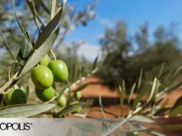 Impulsando la agricultura de precisión con tecnología innovadora