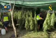 Redada en zona montañosa del sur de Valencia: 2.400 plantas de marihuana desmanteladas