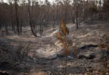 El fuego en Niebla disminuye tras devastar miles de hectáreas