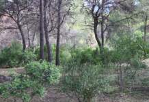 Alerta máxima: la Generalitat declara preemergencia por incendios forestales