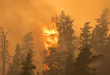 La ULE crea Crownfire-AI para detectar incendios forestales