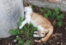 Alarma en Ceuta por la desaparición de gatos callejeros