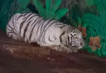 Operativo contra el Cártel de Jalisco halla tigre blanco y pantera negra