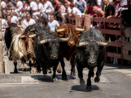 Encierros de Sanse 2026: fechas, horarios y todos los detalles