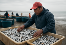 El impacto global de El Niño: la crisis de las anchovetas en Perú preocupa a la acuicultura
