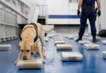 Los perros hallan 85 kilos de droga en ferry Barcelona-Roma