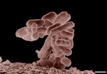 La IA crea un virus inédito que ataca bacterias: ¡Noticias revolucionarias!