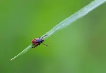 Virus de la fiebre hemorrágica de Crimea-Congo qué saber Virus de la fiebre hemorrágica de Crimea-Congo qué saber image
