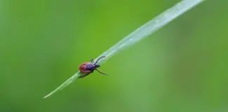 Virus de la fiebre hemorrágica de Crimea-Congo qué saber image