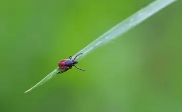 Virus de la fiebre hemorrágica de Crimea-Congo qué saber image