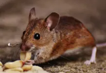 Contagio hantavirus qué se sabe hoy en Alicante image