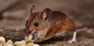 Contagio hantavirus qué se sabe hoy en Alicante image