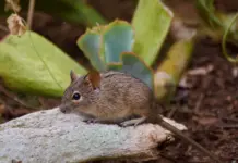 Virus hantavirus crucero qué pasó y qué saber image