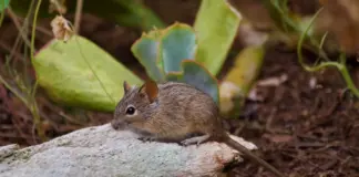 Virus hantavirus crucero qué pasó y qué saber image