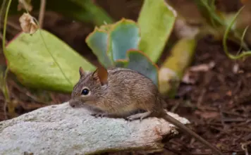Virus hantavirus crucero qué pasó y qué saber image