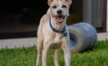 Desastre y mascotas: claves para protegerlas sin perderlas image