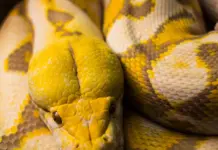 snake despierta a una mujer con una pitón en el pecho snake despierta a una mujer con una pitón en el pecho image