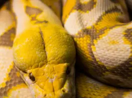 snake despierta a una mujer con una pitón en el pecho image