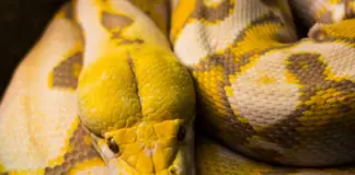 snake despierta a una mujer con una pitón en el pecho image
