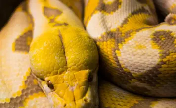 snake despierta a una mujer con una pitón en el pecho image