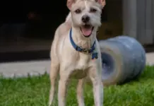 Príncipe de Gales y Otto la curiosa historia del perro image