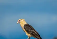 Quebrantahuesos qué pasó y por qué preocupa hoy Quebrantahuesos qué pasó y por qué preocupa hoy image