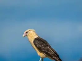 Quebrantahuesos qué pasó y por qué preocupa hoy Quebrantahuesos qué pasó y por qué preocupa hoy image