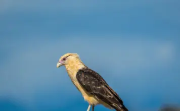 Quebrantahuesos qué pasó y por qué preocupa hoy image