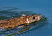 Las ratas pueden nadar y llegar más lejos de lo que crees image