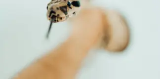 snake despierta con una pitón en el pecho y huye image