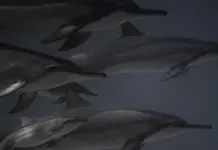 Tifon Dolphin dejó evacuaciones masivas en China image
