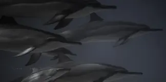 Tifon Dolphin dejó evacuaciones masivas en China image