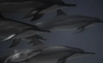 Tifon Dolphin dejó evacuaciones masivas en China image