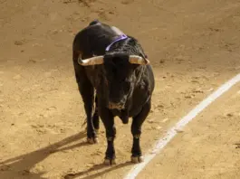 Toros en Canal Sur y la agenda taurina veraniega Toros en Canal Sur y la agenda taurina veraniega image