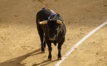 Toros en Canal Sur y la agenda taurina veraniega image