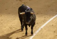 Onetoro tv cómo ver toros hoy en directo y sin perderte nada Onetoro tv cómo ver toros hoy en directo y sin perderte nada image