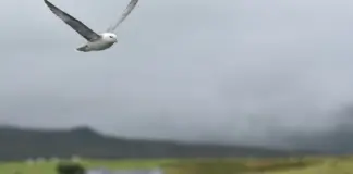 La 1 directo aclara el cambio de Valle Salvaje image