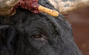Matalascañas queda cubierta de fango tras el reventón image