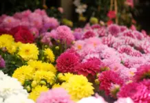 Verónica Blume y su trayectoria más allá de la moda Verónica Blume y su trayectoria más allá de la moda image