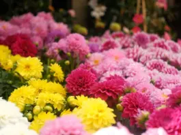 Verónica Blume y su trayectoria más allá de la moda Verónica Blume y su trayectoria más allá de la moda image