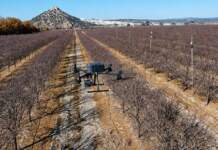 Robots y drones elevan olivos y pistachos con menos riego