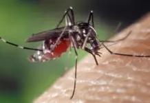 Navarra alerta tras detectar 40 casos por garrapatas y mosquitos