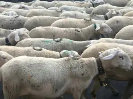 Agricultura y ganadería lideran la tecnología IoT en España