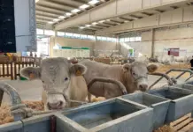Salamaq sorprende con inteligencia artificial para el campo