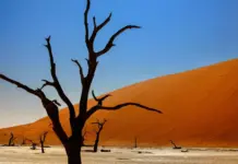 Cambio climático: el calor extremo ya amenaza la salud mundial