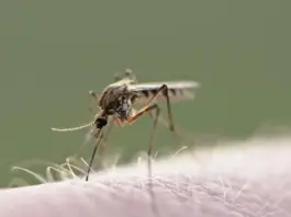 Mosquitos bajo vigilancia así se anticipan enfermedades