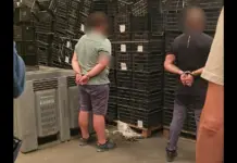 El alijo de cocaína entre cocos que cayó en Sevilla