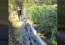 La deforestación destapa una plantación de marihuana en Cuenca